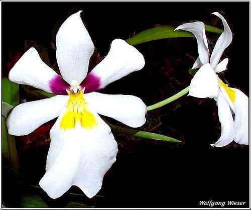 Miltoniopsis roezlii
